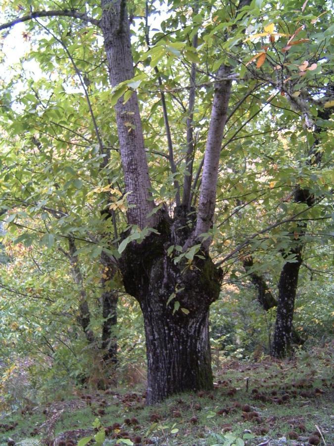 Viviendas Rurales Del Robledo Castano de Robledo Екстер'єр фото
